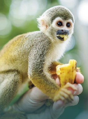 On Vacation Colombia hotel amazonas servicios turisticos isla de los micos