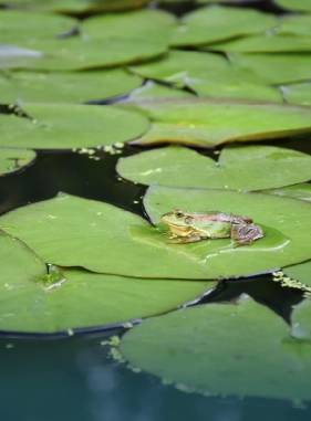 On Vacation Colombia hotel amazonas servicios turisticos parque amacayacu