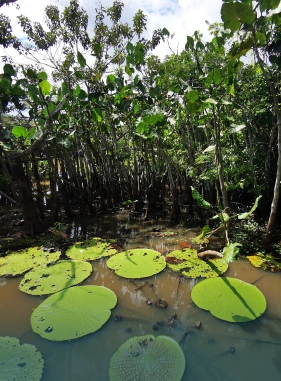 On Vacation Colombia hotel amazonas servicios turisticos Reserva Victoria Regia