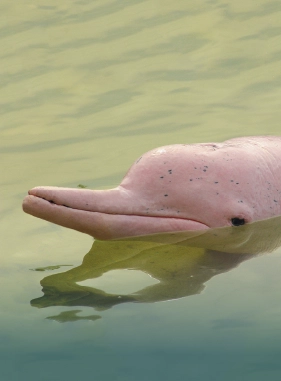 Esta es una experiencia m&aacute;gica y &uacute;nica que atrae a amantes de la naturaleza y la vida marina.
Costo adicional
Avistamiento delfines rosados