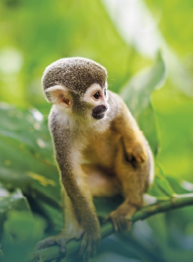 Es un lugar atractivo para los turistas por la cantidad de estos animales que habitan all&iacute;.  Costo adicional
Isla micos