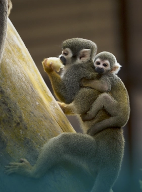 Es un lugar atractivo para los turistas por la cantidad de estos animales que habitan all&iacute;.  Costo adicional
Isla micos