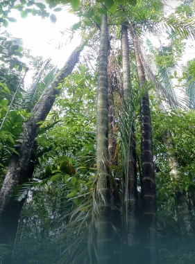 One of the most important in Colombia, visit the butterfly garden and learn about flora and fauna.                Botanical Garden