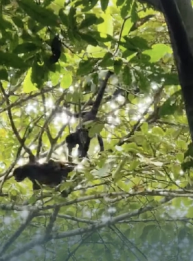 Es considerado uno de los mejores lugares para la observaci&oacute;n de aves del mundo, con 300 especies de aves avistadas por la Sociedad.
Costo adicional
PIPELINE ROAD