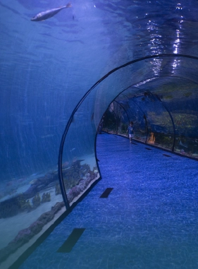 Cuenta con la exhibici&oacute;n de mas de 276 especies marinas, entre ellas tiburones, rayas, caballitos de mar, estrellas de mar.
Costo adicional
EL ACUARIO