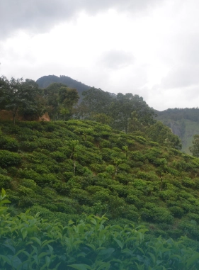 En este recorrido aprende sobre la costumbre, la producci&oacute;n del mejor caf&eacute; de la regi&oacute;n.
FINCAS CAFETERAS EN LA SIERRA NEVADA