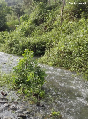 El senderismo y la cabalgata son las principales actividades de aventuras que se pueden realizar en el sector. Durante la caminata es posible disfrutar de la observaci&oacute;n de flora y fauna.
DOS MANGAS (ECOTURISMO)