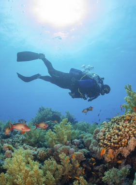 Un lugar en donde adem&aacute;s  de ver la diversidad de vida marina, tambi&eacute;n podr&aacute;s realizar actividades acu&aacute;ticas como buceo.
Costo adicional
EL PELADO