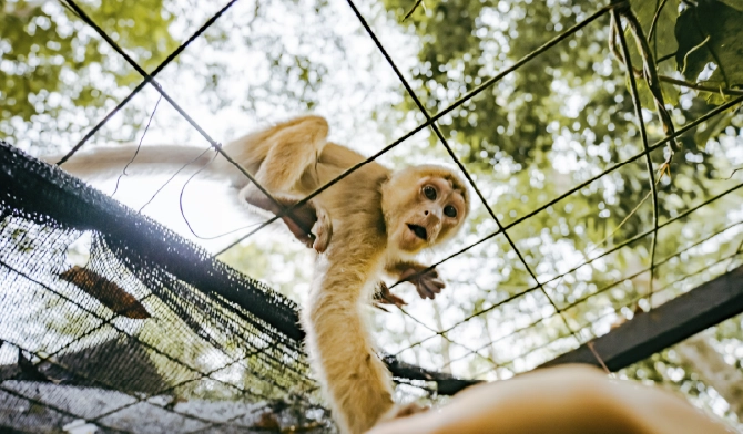 On Vacation Colombia | Tr&aacute;fico ilegal de flora y fauna