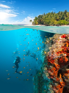 Descubre arrecifes, vida marina y naufragios en aguas cristalinas de Rep&uacute;blica Dominicana.
Curso de Buceo