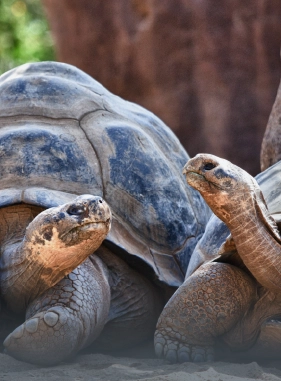 The perfect place to find giant tortoises in their natural habitat, you can also learn about the vegetation.                   Primicias and/or Rancho el Chato Ranch