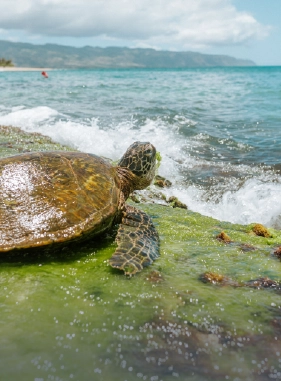 The perfect place to see turtle hatchlings growing in captivity. You will also encounter giant tortoises and land iguanas, as well as visit interesting exhibits.   Additional cost Charles Darwin Station