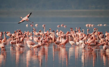 Blog-On-Vacation-Img-destacada-Santuario-Flora-Fauna-Los-Flamenco-Guajira-Colombia