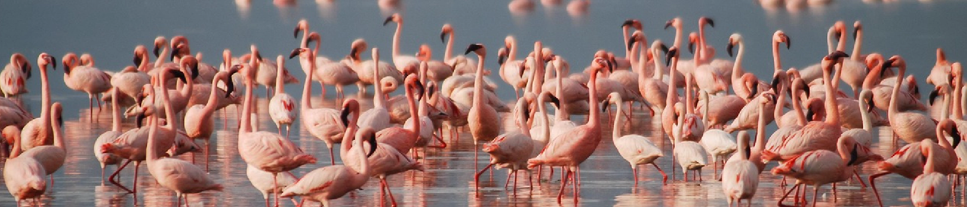 Blog-On-Vacation-banner-principal-desk-Santuario-Flora-Fauna-Los-Flamenco-Guajira-Colombia-1921x411