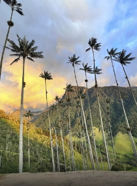 Admira las imponentes palmas de cera y la belleza natural del Valle del Cocora, joya ecol&oacute;gica del Quind&iacute;o.
Valle del Cocora